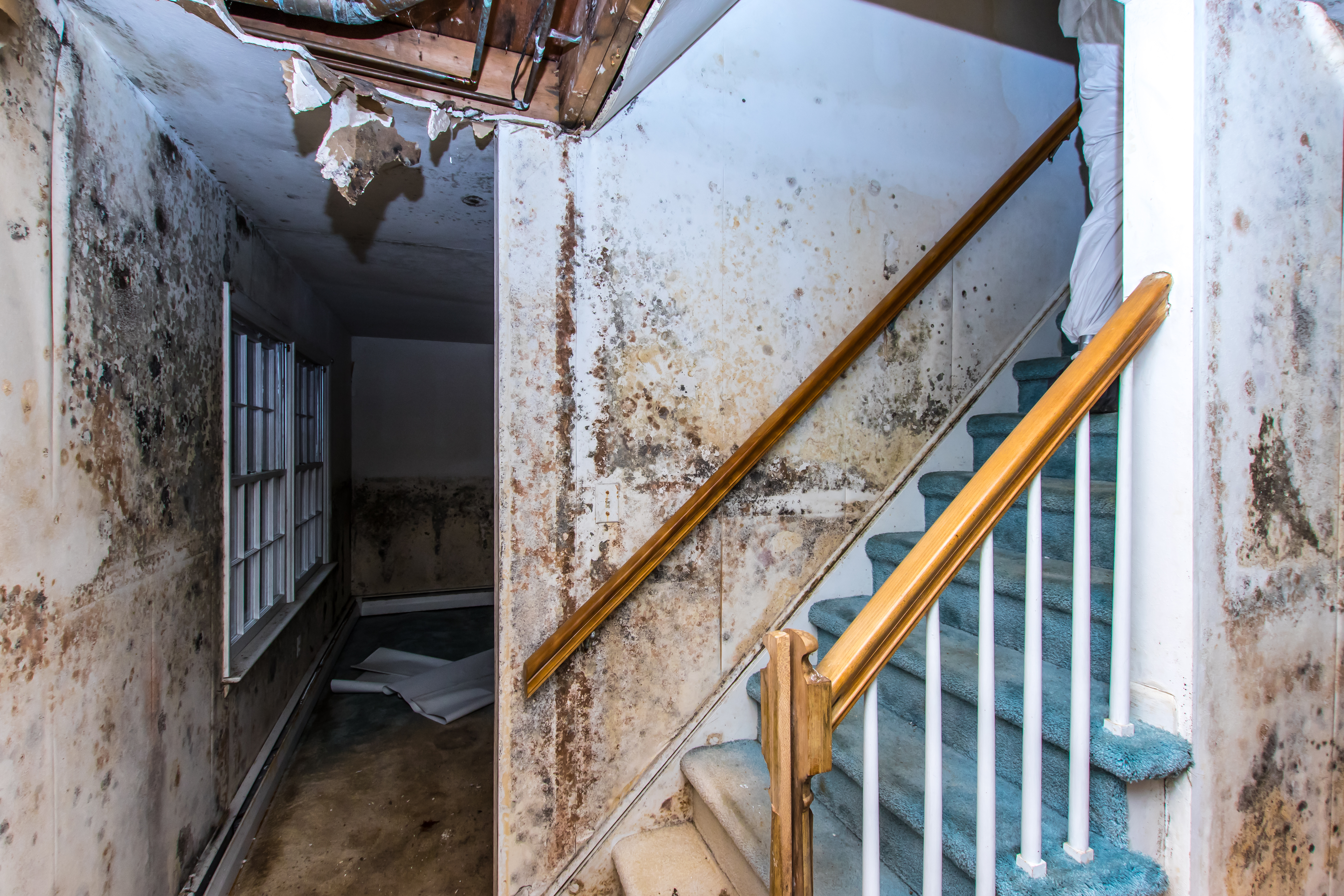 Extensive mold growth from water damage