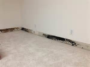 Mold on baseboards